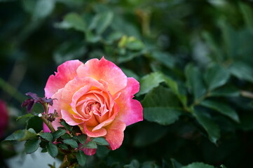 Wall Mural - the image showcases a field of these vivid rose flowers in an autumn garden with selective focus, hi