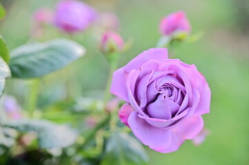 Wall Mural - the image showcases a field of these vivid rose flowers in an autumn garden with selective focus, hi