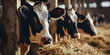 Cows Farm, the future of the dairy business