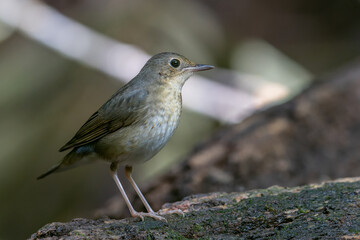 Wall Mural - An enchanting photograph capturing the delicate elegance of a female Siberian Blue Robin (Larvivora cyane). Its understated yet exquisite plumage and gentle presence exemplify the charm of this bird.