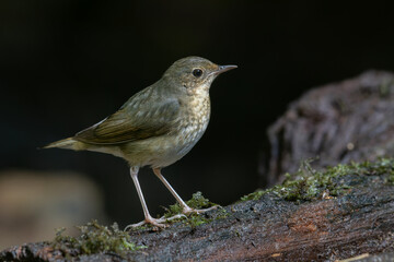 Wall Mural - An enchanting photograph capturing the delicate elegance of a female Siberian Blue Robin (Larvivora cyane). Its understated yet exquisite plumage and gentle presence exemplify the charm of this bird.