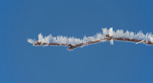 Tree Branch Adorned With Frost Crystals And Ice Formations