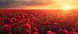 Anzac day honors fallen soldiers with a red poppy field.