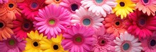 Background Of Colorful Gerberas