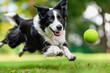 © Agata25 - Border Collie dog running to catch ball in park
