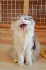 Wall Mural - Yawning Persian Scottish fold cat sitting on wood floor in house.