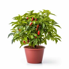 Wall Mural - stock photo,miniature pepper bush in a garden pot , on a white background