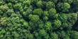 green forest lanscape, Aerial top view of mangrove forest. Drone view of dense green mangrove trees captures CO2. Green trees background for carbon neutrality and net zero emissions concept.