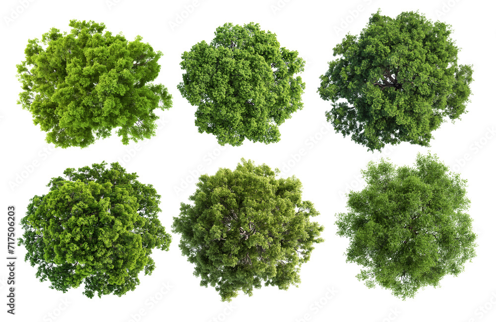 tree top view isolated transparency background. Stock Illustration ...