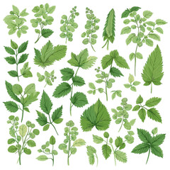 Set of Nettles hand drawing isolated vector illustration, spring collections