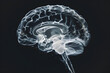 x ray of human brain