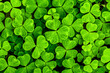 Leinwandbild Motiv Background with green clover leaves for Saint Patrick's day. Shamrock as a symbol of fortune.