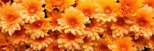 Bouquet Of Orange Chrysanthemums Closeup