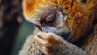 Closeup of a slow loris grooming its fluffy brown fur with meticulous slowness pausing occasionally to scratch its long snout.