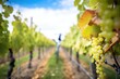biking through vineyard rows, grapes ready for harvest