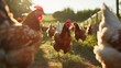 Men hand-feed hens on a traditional organic free-range farm. Adult chicken walking on the ground