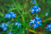 Forget Me Not Flowers - Flower - Meadow - Wild - Natural - Background - Spring - Blossom - Closeup - Springtime - Flowers	  - Beautiful - Nature - 