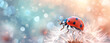 Beautiful flying red ladybug with white dandelion fluffy.