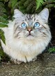 Ragdoll - Persian cat with blue eyes sitting in the garden
