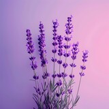 Fototapeta Lawenda - lavender flowers background, Minimalistic lavender on gradient purple background