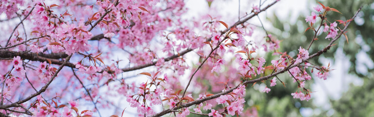 travel in nature concept with pink cherry blossom tree and clear sky in springtime season