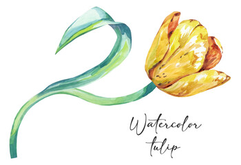 Wall Mural - watercolor tulips flowers. Tulip yellow flower. Bright summer hand drawing on a white background. set of flowers