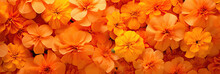Oranges And Yellows Marigold Flowers, Typical Symbol Of Holi Festival, Banner Size
