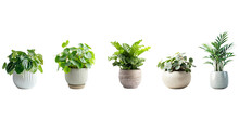 Set Of Green Plants In Potted For Interior Decoration Isolated On Transparent Png Background, Houseplant For Decorated In Bedroom Or Living Room, Minimal Natural Health Concept.