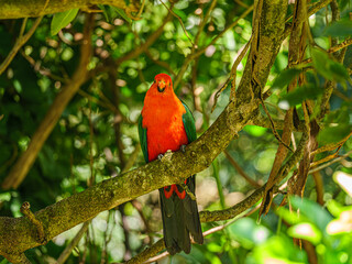 Canvas Print - King Parrot Head On