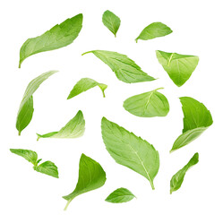 Wall Mural - Peppermint leaves isolated