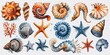 Set of watercolor illustrations with starfish, shells and sea elements for beach design.