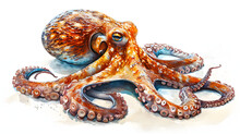 Illustration With The Drawing Of An Octopus