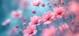 Fototapeta Kwiaty - a close up of pink flowers against a blue background