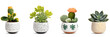 collection Set of different mixed cactus and succulents types of small mini plant in modern ceramic nordic vase pot as furniture cutouts isolated on transparent png background