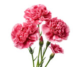 Trio of delicate pink carnations in full bloom, cut out
