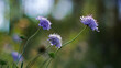 Macro de petites fleurs sauvages, dans la forêt des Landes de Gascogne