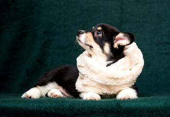 Wall Mural - Welsh Corgi puppy in a scarf