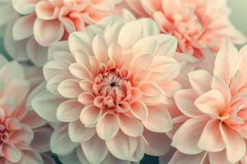 Wall Mural - A close up of a group of soft pink and white dahlia flowers
