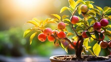 A Close-up Shot Of A Vibrant Nectarine Bonsai Tree, Showcasing Its Delicate Leaves And Tiny Fruits Under The Soft Sunlight Filtering Through The Leaves.