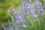 Fototapeta Lawenda - Selective focus on purple lavender flowers on blur background. Lavender field under the sunset in summer