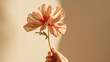 Tender Touch: Female Hand Grasping the Delicate Stem of a Red Poppy Flower on a Neutral Tan Beige Background