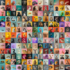 wild animal portraits before colorful studio backgrounds