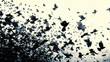 Abstract graphic representation of a flock of crows and ravens flying from a dark corner into the bright sky