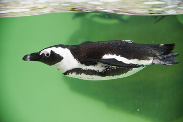 Wall Mural - Penguin swimming in green water in the aquarium.
