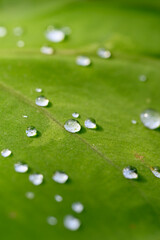 Close-up of water droplets on a leaf