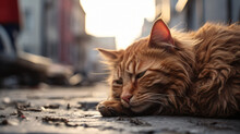 Homeless Red Cat