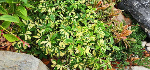 Sticker - Spots umbrella Tree, Miniature Umbrella Plant(Schefflera arboricola (Variegated)) Finger-shaped leaves with 5-7 leaflets, oval shape, thick leaf blades like leather. Shiny green with yellowish-white S