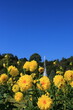 青空に映える満開の黄色いダリア(兵庫県加西市：兵庫県立フラワーセンター)