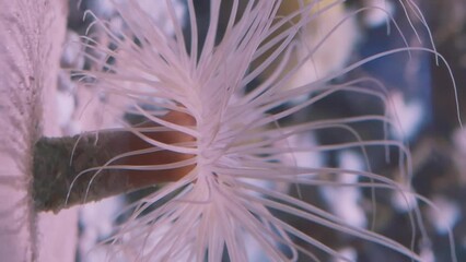 Wall Mural - Anemones in aquarium vertical video marvel of marine life ancient wonder Anemones in aquarium exotic creatures ocean's diversity. Anemones in aquarium natural biological diversity mesmerizing.