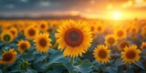 Fototapeta Kwiaty - Blooming Sunflower Field Sunshine